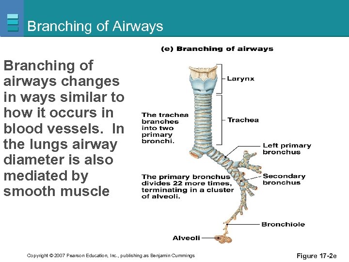 Branching of Airways Branching of airways changes in ways similar to how it occurs