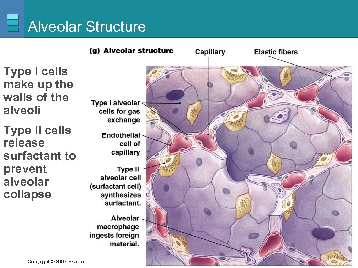 Alveolar Structure Type I cells make up the walls of the alveoli Type II