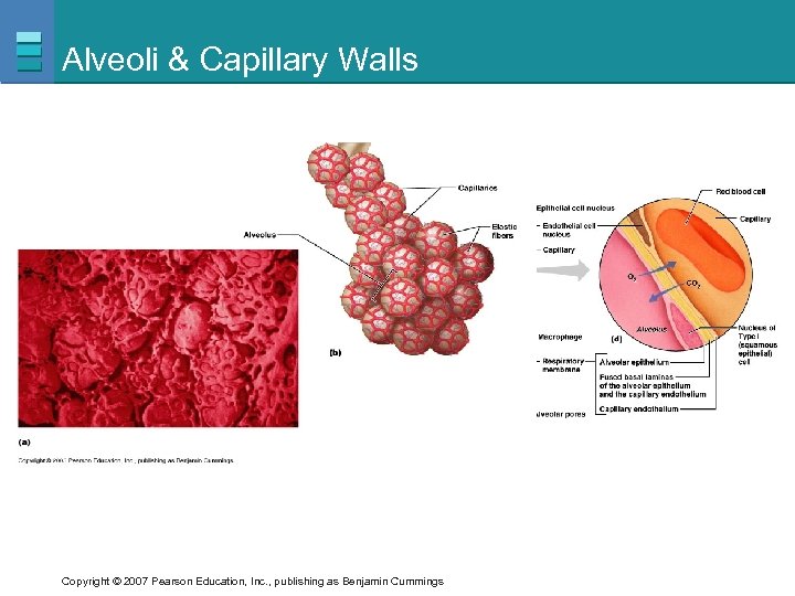 Alveoli & Capillary Walls Copyright © 2007 Pearson Education, Inc. , publishing as Benjamin