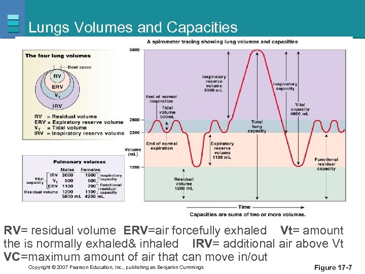 Lungs Volumes and Capacities RV= residual volume ERV=air forcefully exhaled Vt= amount the is