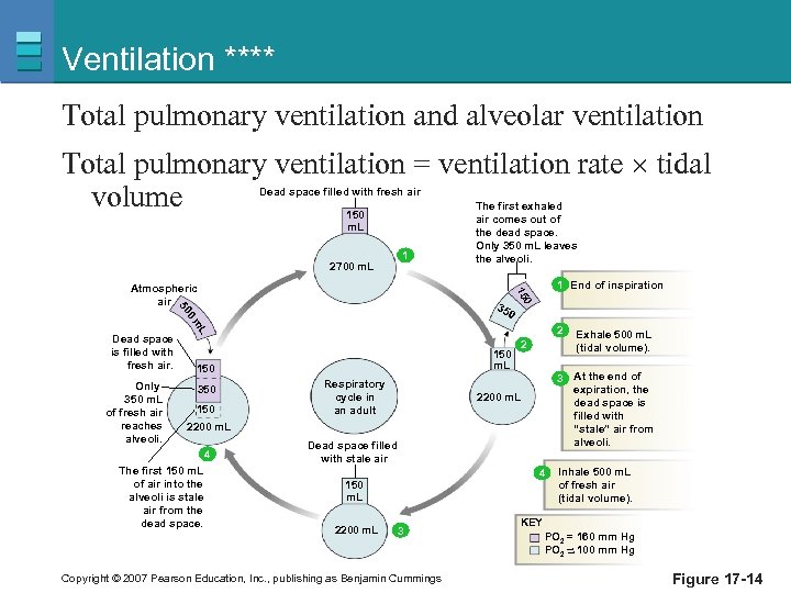 Ventilation **** Total pulmonary ventilation and alveolar ventilation Total pulmonary ventilation = ventilation rate