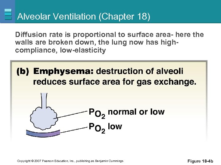 Alveolar Ventilation (Chapter 18) Diffusion rate is proportional to surface area- here the walls