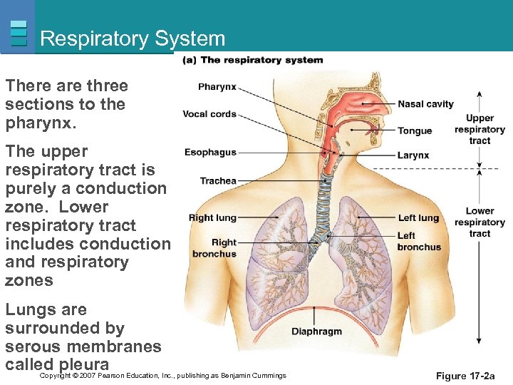 Respiratory System There are three sections to the pharynx. The upper respiratory tract is