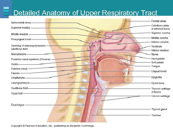 Detailed Anatomy of Upper Respiratory Tract Copyright © 2007 Pearson Education, Inc. , publishing