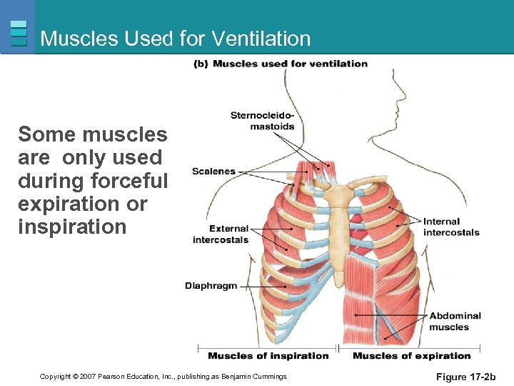 Muscles Used for Ventilation Some muscles are only used during forceful expiration or inspiration