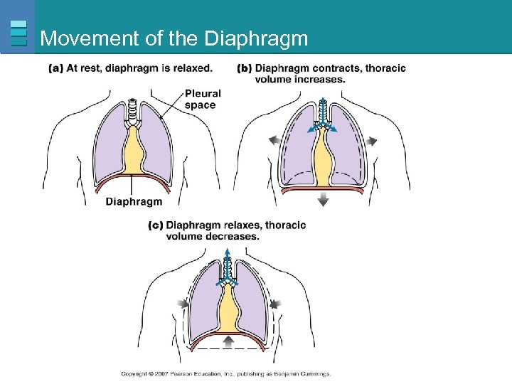 Movement of the Diaphragm Copyright © 2007 Pearson Education, Inc. , publishing as Benjamin