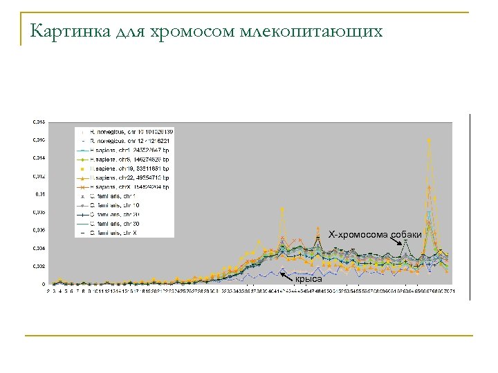 Картинка для хромосом млекопитающих Х-хромосома собаки крыса 