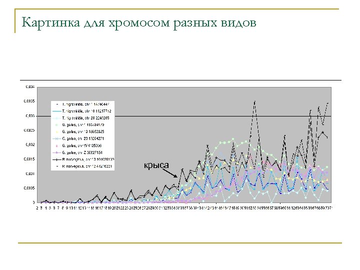 Картинка для хромосом разных видов крыса 