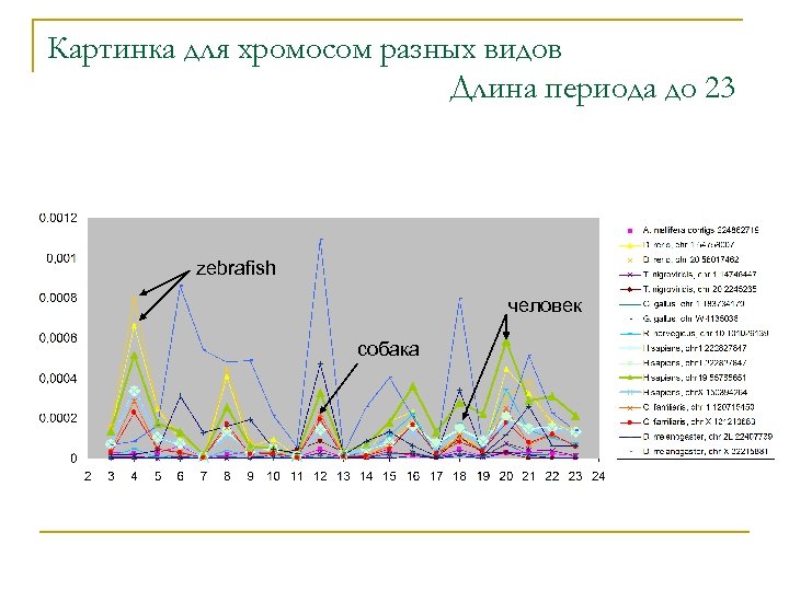 Картинка для хромосом разных видов Длина периода до 23 zebrafish человек собака 