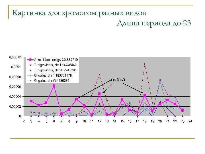 Картинка для хромосом разных видов Длина периода до 23 пчела 