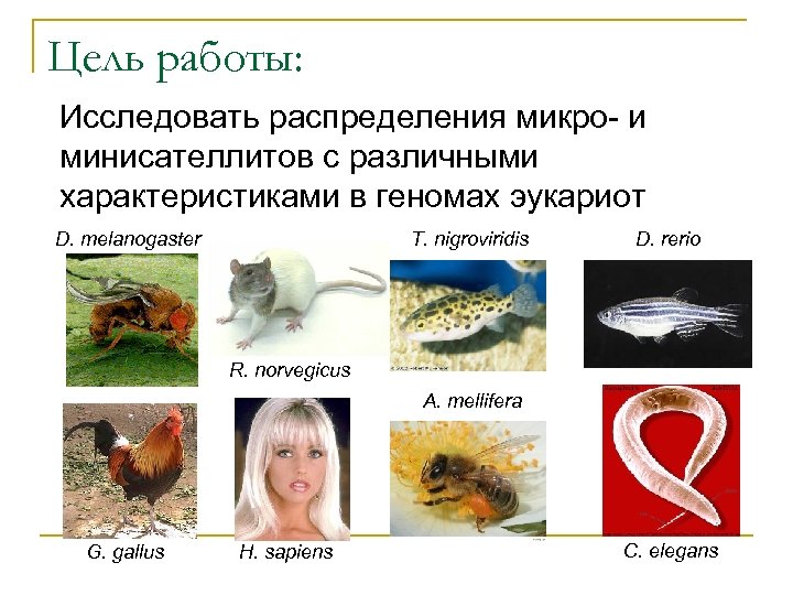 Цель работы: Исследовать распределения микро- и минисателлитов с различными характеристиками в геномах эукариот D.