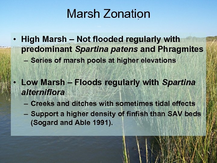 Marsh Zonation • High Marsh – Not flooded regularly with predominant Spartina patens and