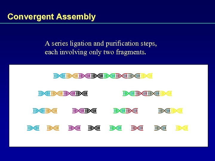 Convergent Assembly A series ligation and purification steps, each involving only two fragments. 