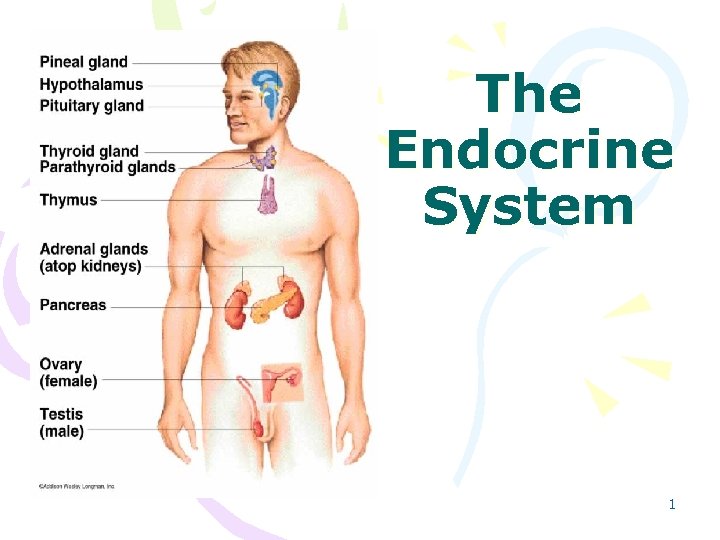 The Endocrine System 1 