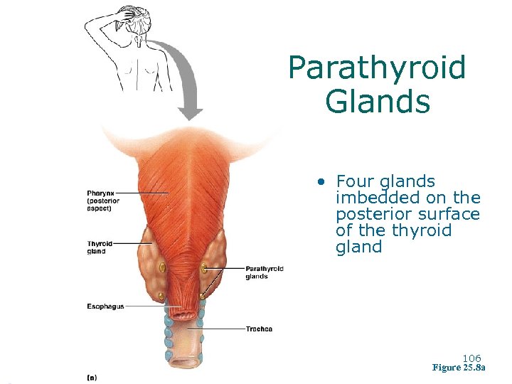 Parathyroid Glands • Four glands imbedded on the posterior surface of the thyroid gland