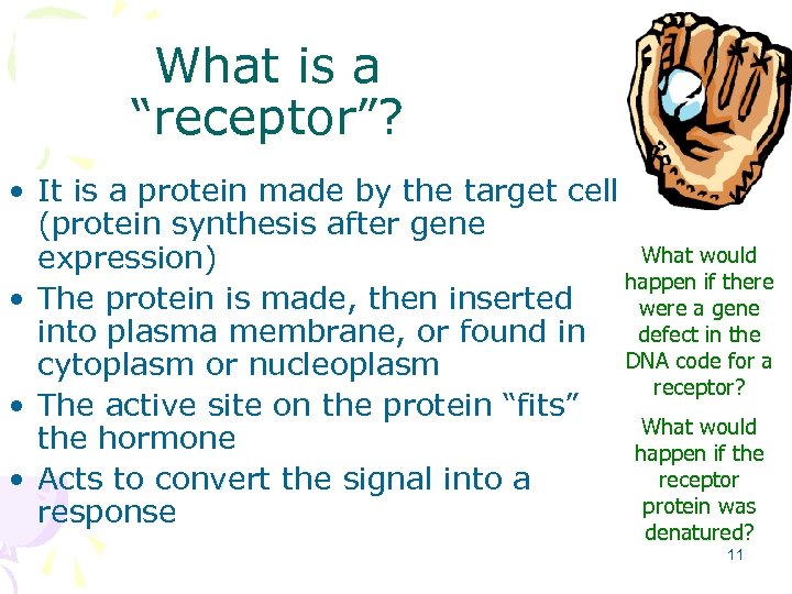 What is a “receptor”? • It is a protein made by the target cell