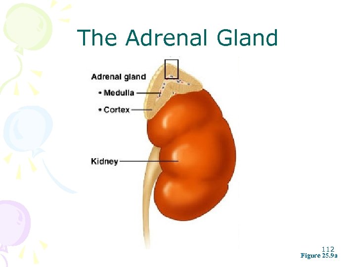 The Adrenal Gland 112 Figure 25. 9 a 