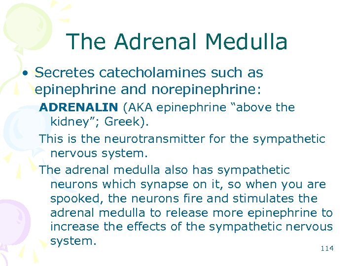 The Adrenal Medulla • Secretes catecholamines such as epinephrine and norepinephrine: ADRENALIN (AKA epinephrine