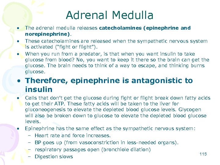 Adrenal Medulla • • • The adrenal medulla releases catecholamines (epinephrine and norepinephrine). These