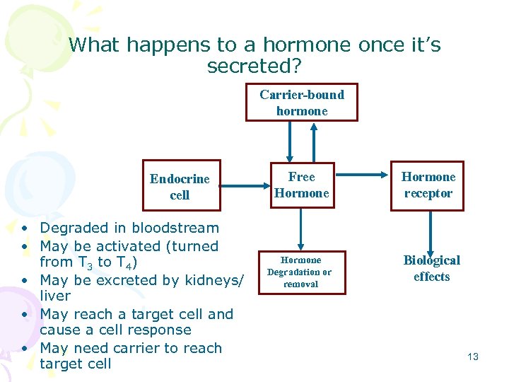 What happens to a hormone once it’s secreted? Carrier-bound hormone Endocrine cell • Degraded