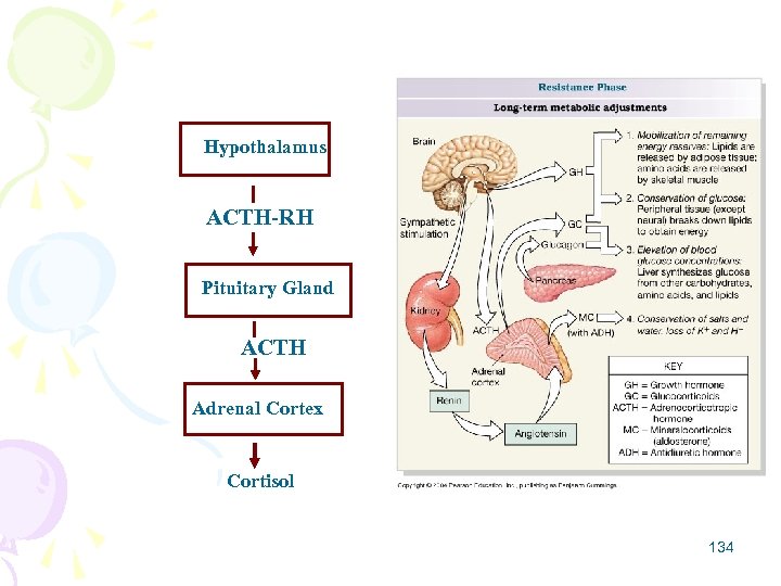 Hypothalamus ACTH-RH Pituitary Gland ACTH Adrenal Cortex Cortisol 134 