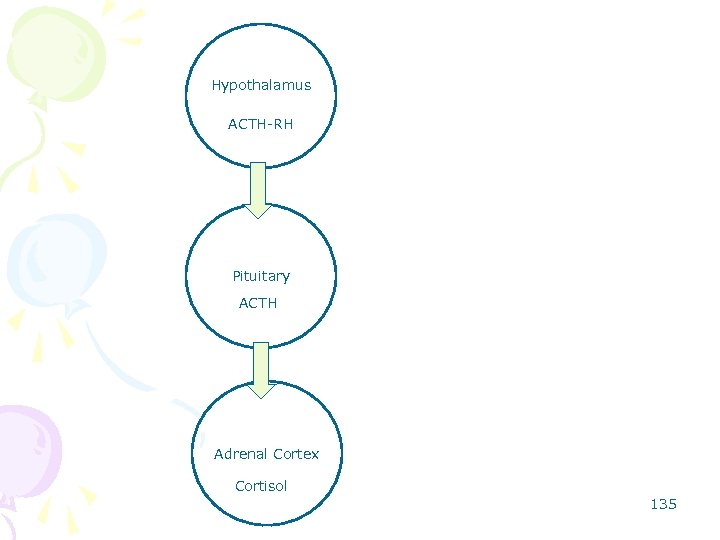 Hypothalamus ACTH-RH Pituitary ACTH Adrenal Cortex Cortisol 135 