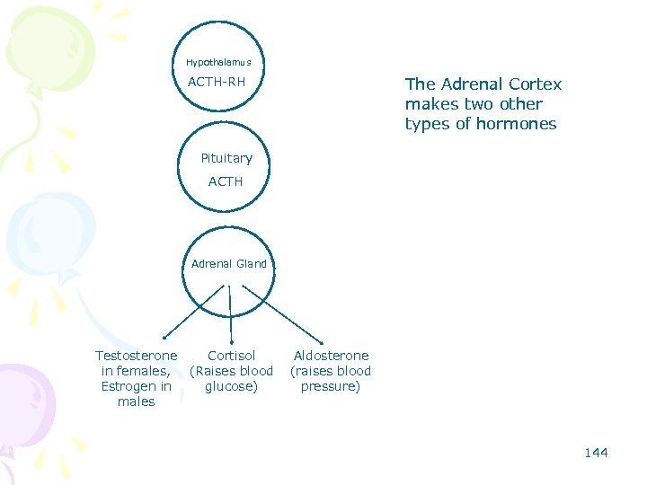 Hypothalamus ACTH-RH The Adrenal Cortex makes two other types of hormones Pituitary ACTH Adrenal