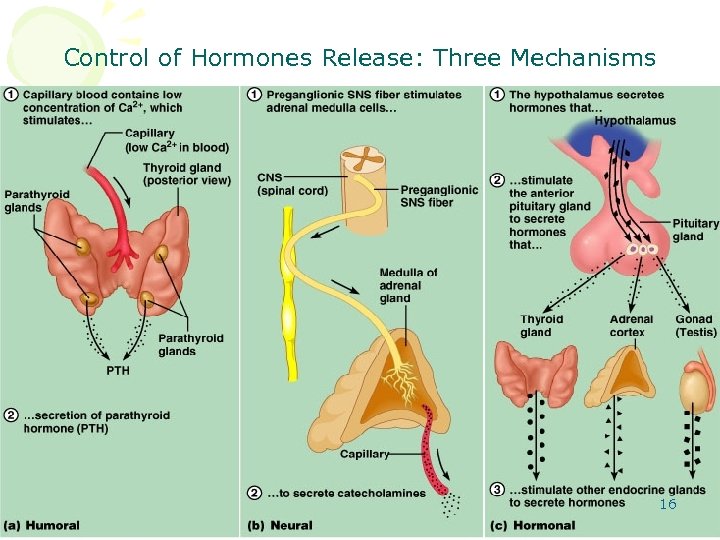 Control of Hormones Release: Three Mechanisms 16 Figure 25. 2 a-c 