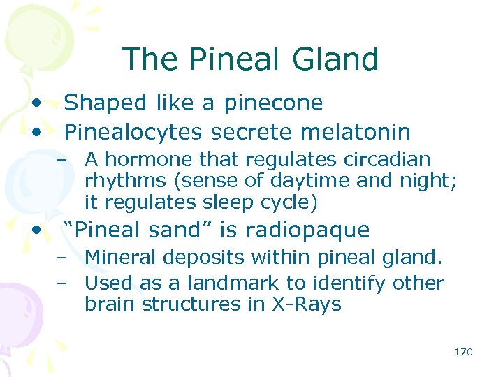 The Pineal Gland • Shaped like a pinecone • Pinealocytes secrete melatonin – A