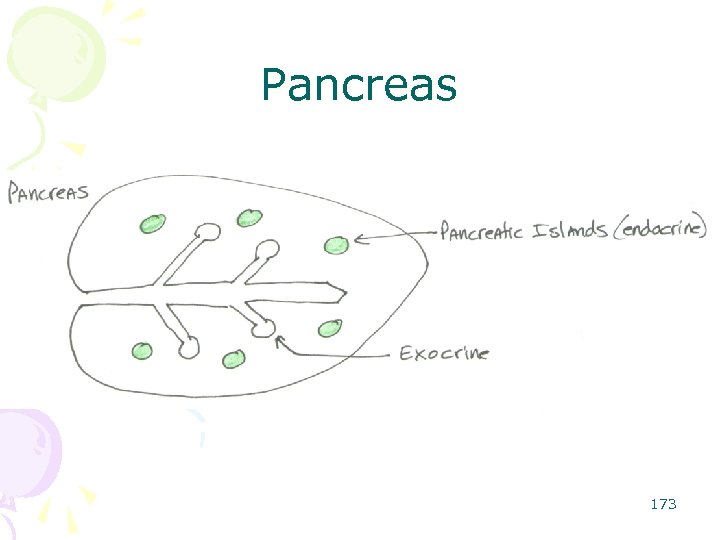 Pancreas 173 