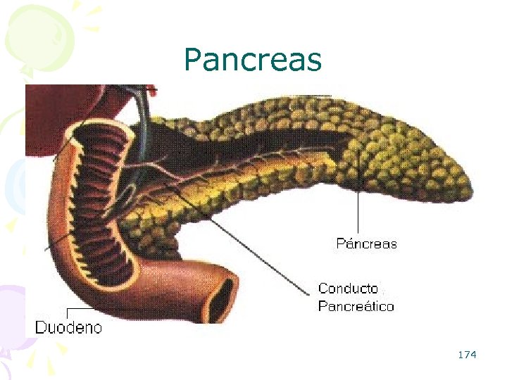 Pancreas 174 