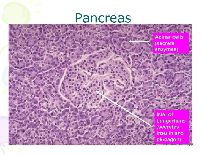 Pancreas Acinar cells (secrete enzymes) Islet of Langerhans (secretes insulin and glucagon) 175 