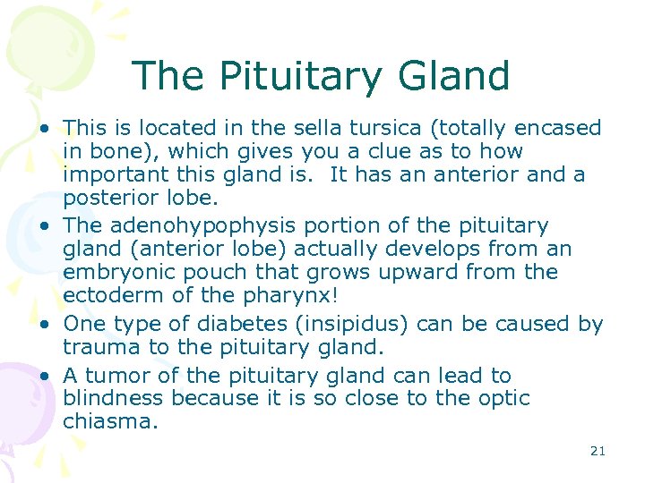 The Pituitary Gland • This is located in the sella tursica (totally encased in