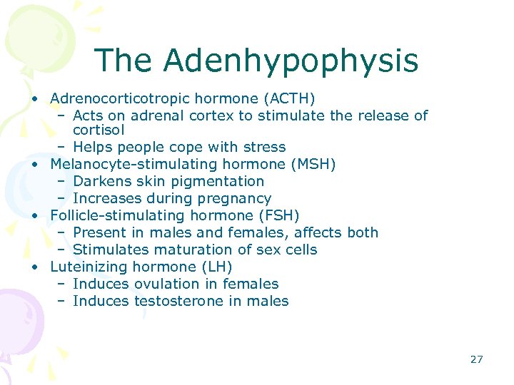 The Adenhypophysis • Adrenocorticotropic hormone (ACTH) – Acts on adrenal cortex to stimulate the