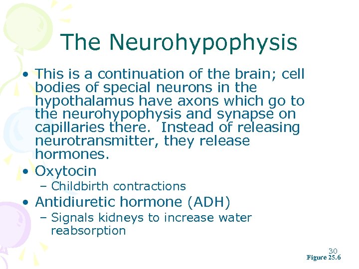 The Neurohypophysis • This is a continuation of the brain; cell bodies of special