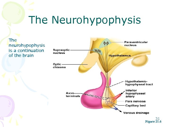 The Neurohypophysis The neurohypophysis is a continuation of the brain 31 Figure 25. 6