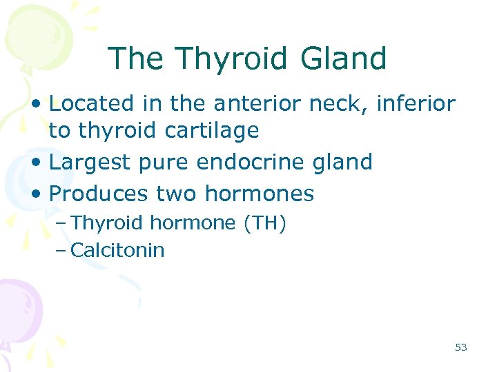 The Thyroid Gland • Located in the anterior neck, inferior to thyroid cartilage •