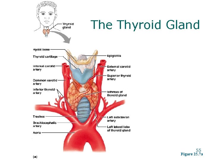 The Thyroid Gland 55 Figure 25. 7 a 