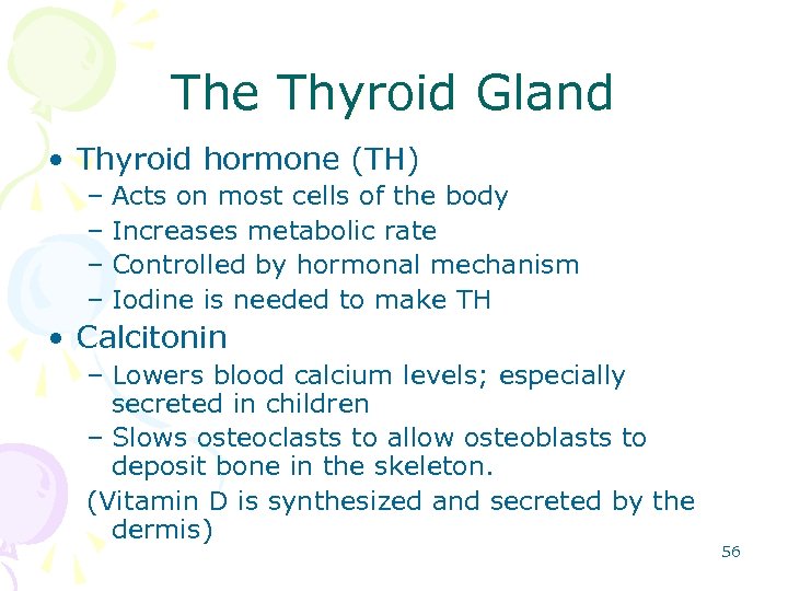 The Thyroid Gland • Thyroid hormone (TH) – Acts on most cells of the