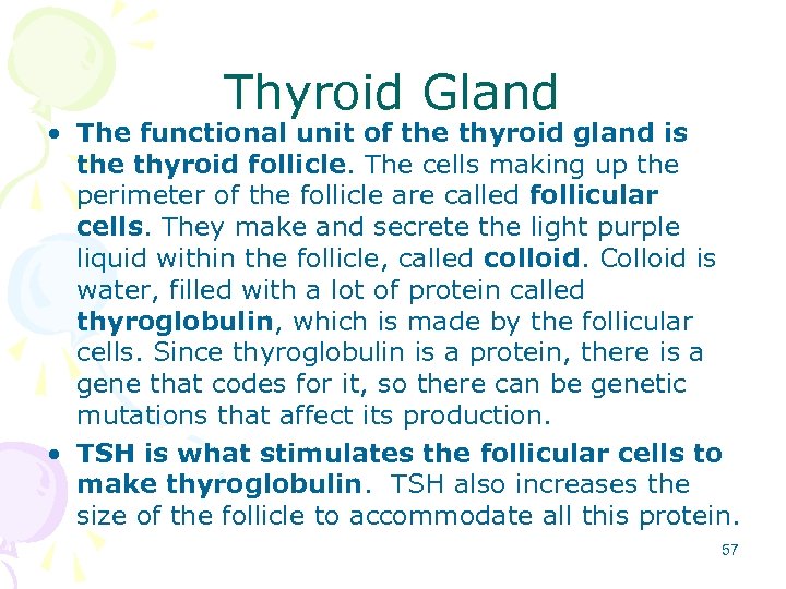 Thyroid Gland • The functional unit of the thyroid gland is the thyroid follicle.