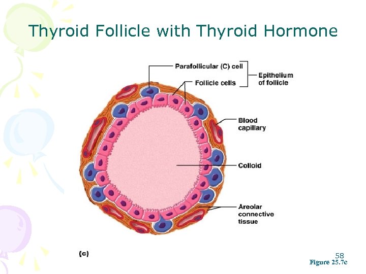 Thyroid Follicle with Thyroid Hormone 58 Figure 25. 7 c 