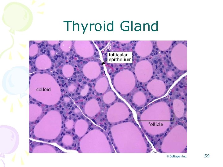 Thyroid Gland 59 