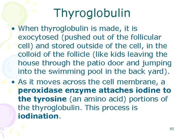 Thyroglobulin • When thyroglobulin is made, it is exocytosed (pushed out of the follicular