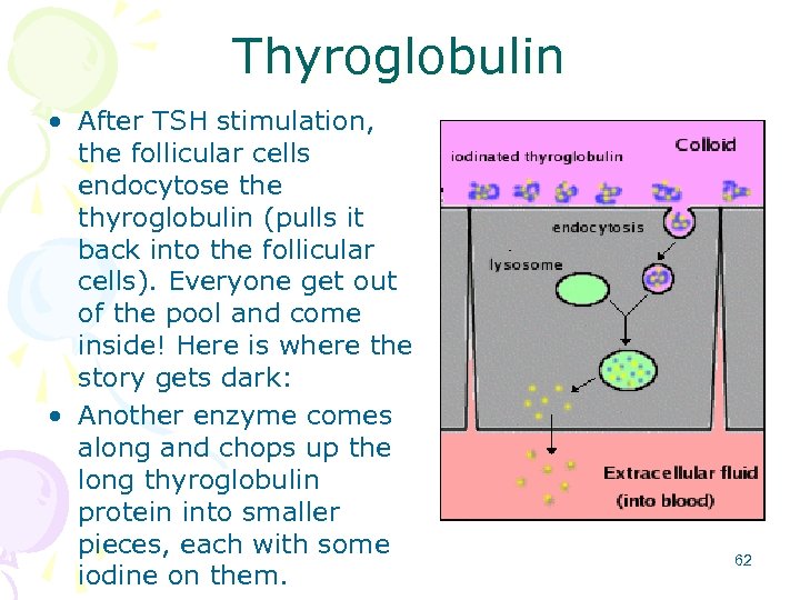 Thyroglobulin • After TSH stimulation, the follicular cells endocytose thyroglobulin (pulls it back into