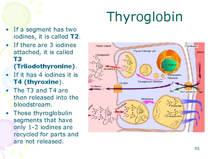 Thyroglobin • If a segment has two iodines, it is called T 2. •