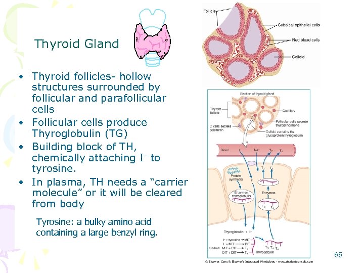 Thyroid Gland • Thyroid follicles- hollow structures surrounded by follicular and parafollicular cells •