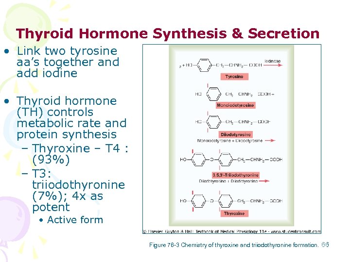 Thyroid Hormone Synthesis & Secretion • Link two tyrosine aa’s together and add iodine