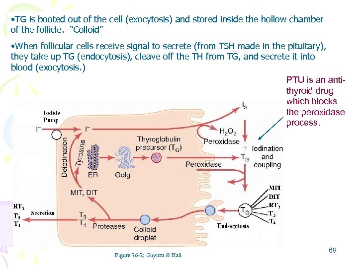  • TG is booted out of the cell (exocytosis) and stored inside the