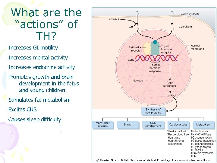 What are the “actions” of TH? Increases GI motility Increases mental activity Increases endocrine