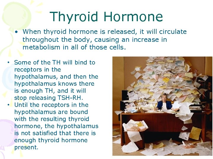 Thyroid Hormone • When thyroid hormone is released, it will circulate throughout the body,